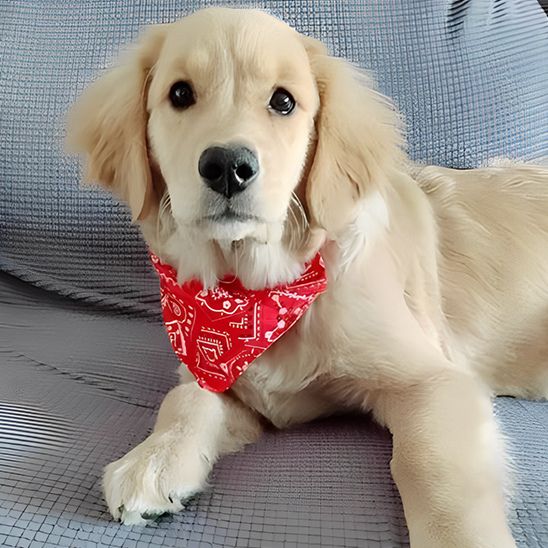 bandana-pour-chien-moyen