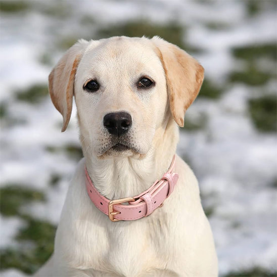 chien-blond-neige-collier-pour-chien