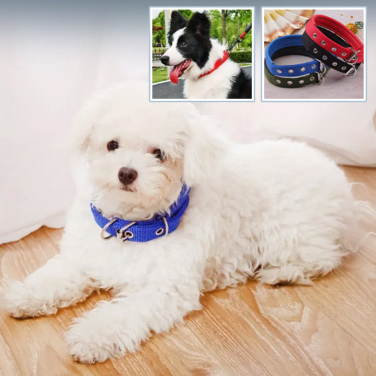 collier-chien-bleu