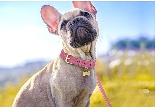 collier-chien-couleur-fushia