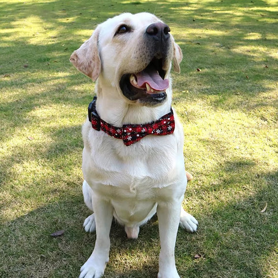 collier-chien-labrador-rouge