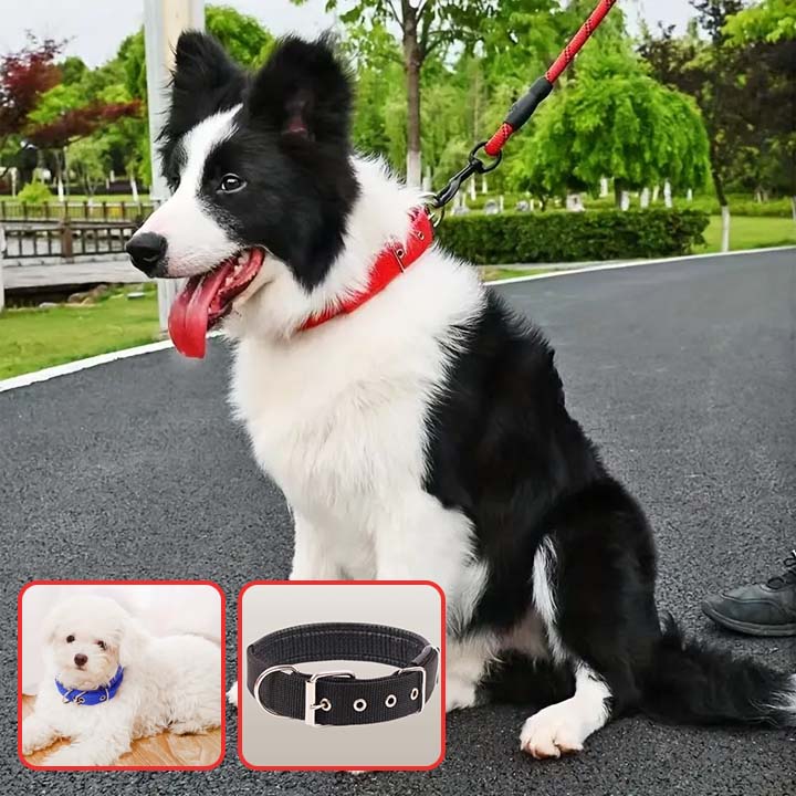 collier-chien-noir