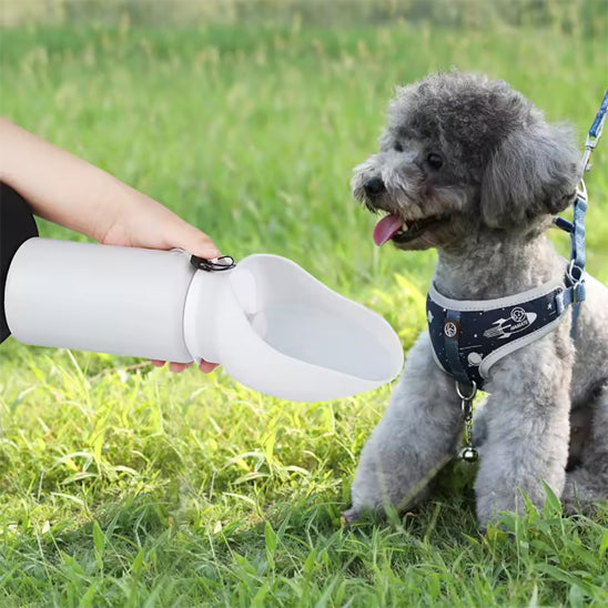 gourde-pour-chien-exterieur