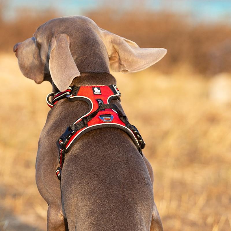 harnais-anti-traction-pour-chien-confortable