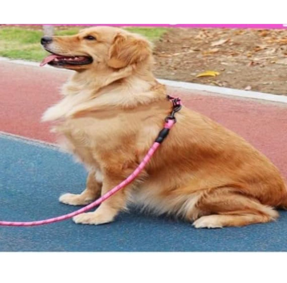 laisse-pour-chien-taille