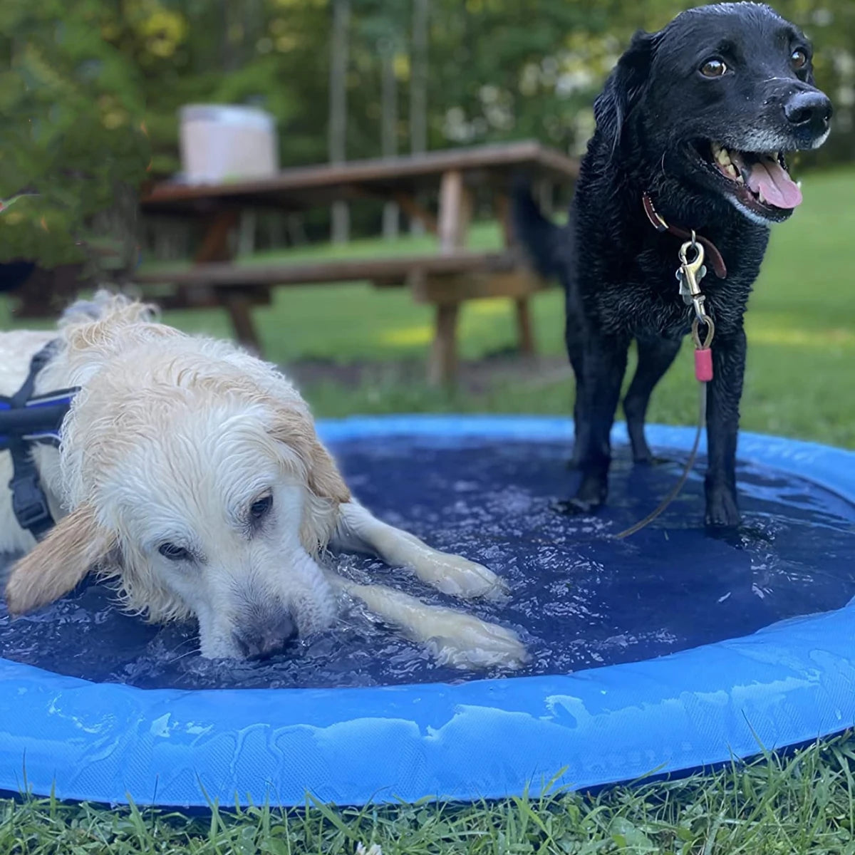 piscine-pour-chien-chaud