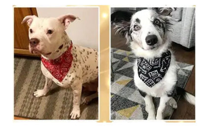 bandana-pour-chien-compagnon