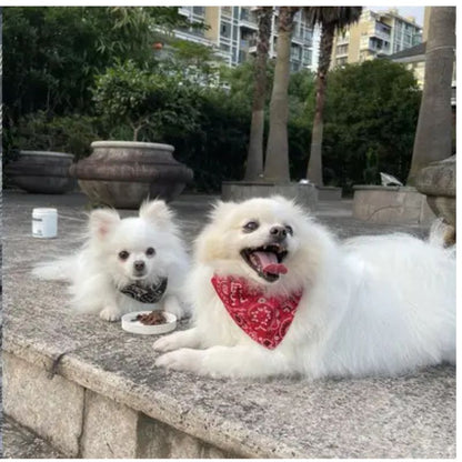 bandana-pour-chien-petit