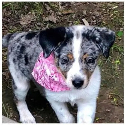 bandana-pour-chien-rose