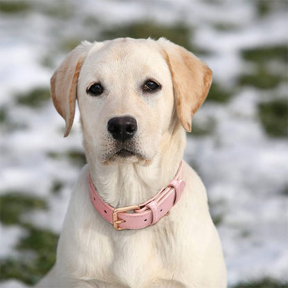 chien-blond-neige-collier-pour-chien