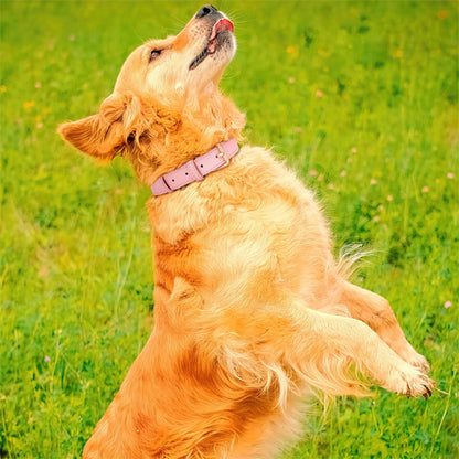 chien-dresser-golden-collier-pour-chien