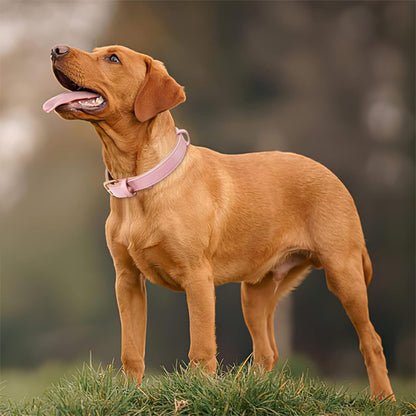 chien-exterieur-brun-collier-pour-chien