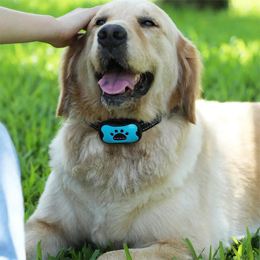 collier-anti-aboiement-bleu-labrador