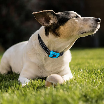 collier-anti-aboiement-chien-pelouse