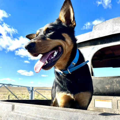 collier-chien-berger-ferme