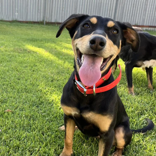 collier-chien-chiot-rouge