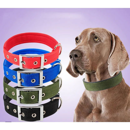 collier-chien-couleur