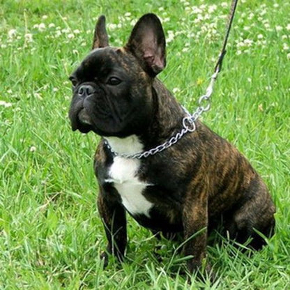 Collier pour Chien - SteelCollar™