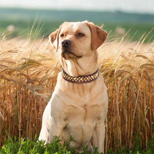 collier-chien-labradot-blond-champs-blé