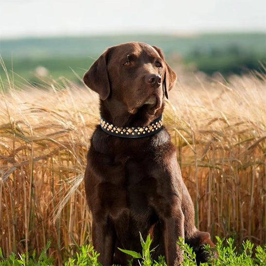 collier-chien-labrador-brun-champs-blé