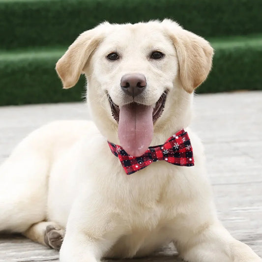 collier-chien-labrador-coucher