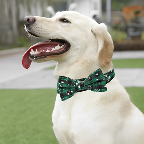 collier-chien-labrador-vert