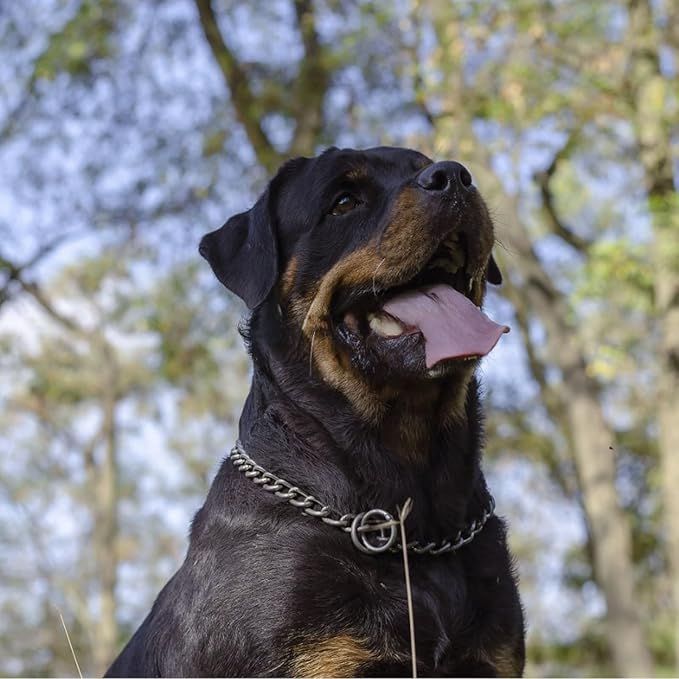 collier-chien-materiel