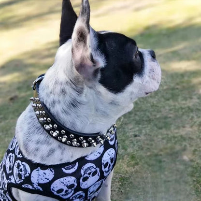 collier-chien-moyen