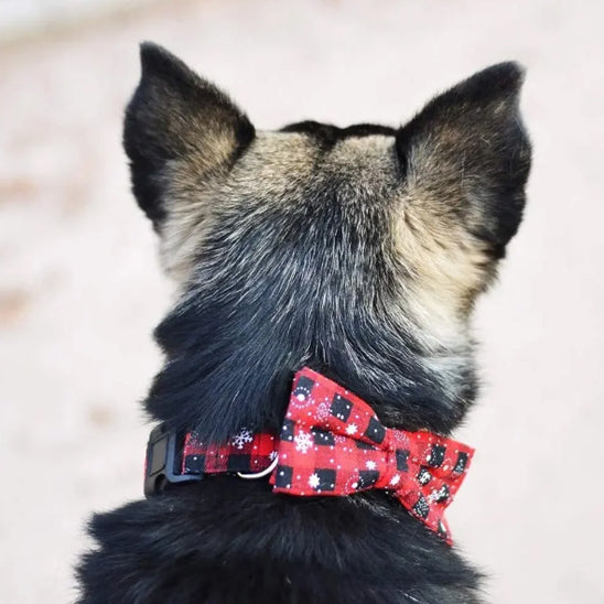 collier-chien-petit-rouge