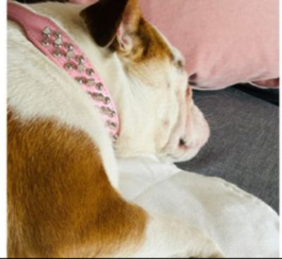 collier-chien-rose