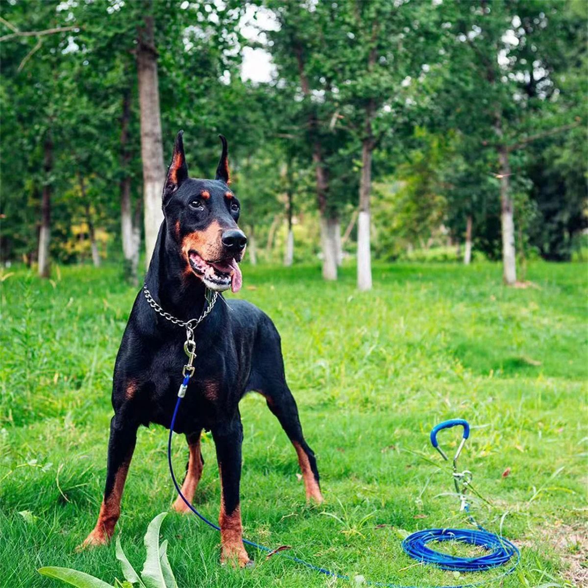 collier-chien-taille