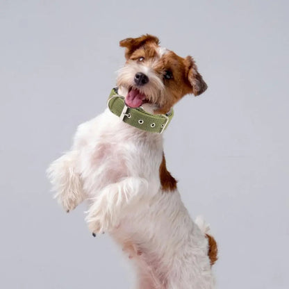 collier-chien-vertarme