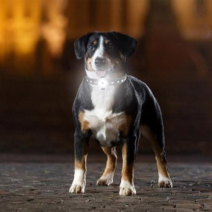 collier-lumineux-chien-blanc