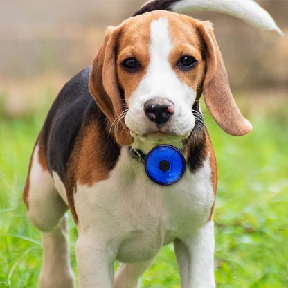 collier-lumineux-chien-bleu