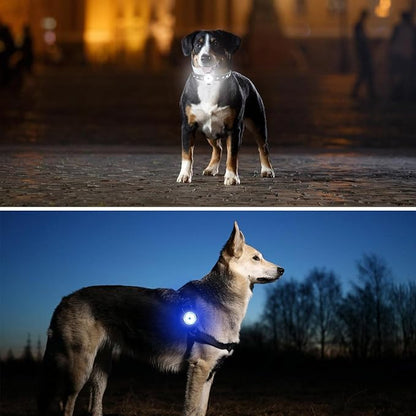 collier-lumineux-chien-noirceur