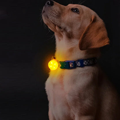 Collier Lumineux Chien - NightWalk™