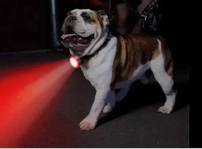 collier-lumineux-chien-rouge