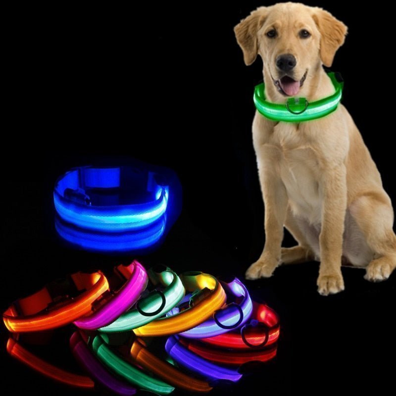 collier-lumineux-pour-chien-multicolor