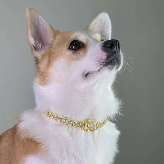 collier-pour-chien-assis-or