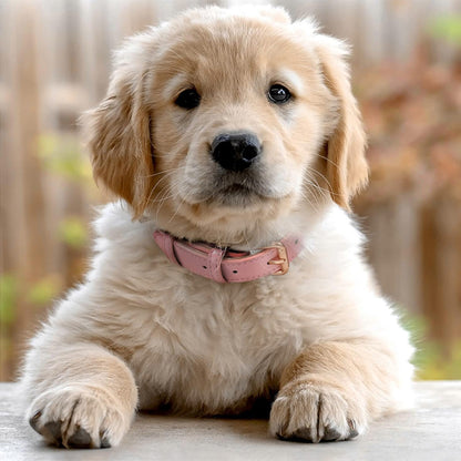 collier-pour-chien-chiot-blond