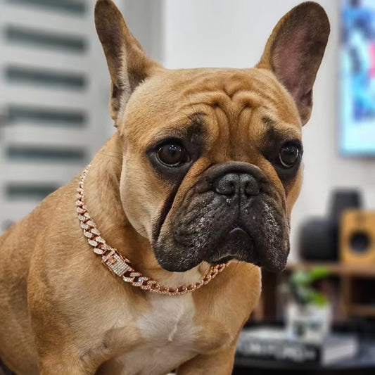 collier-pour-chien-frenchie-rosegold