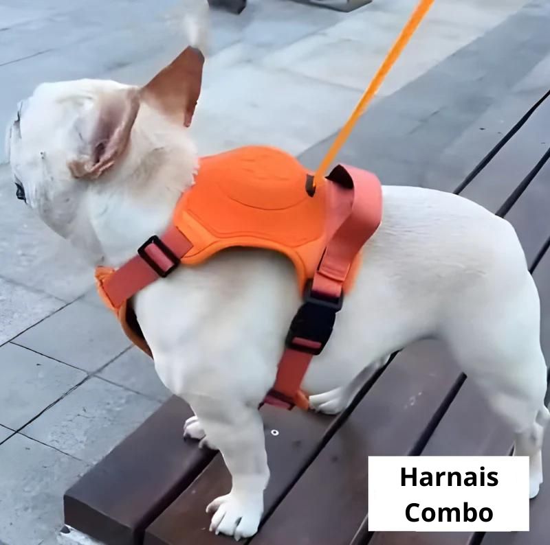 harnais-chien-petit