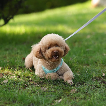 harnais-petit-chien-bleu