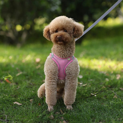 harnais-petit-chien-chiot