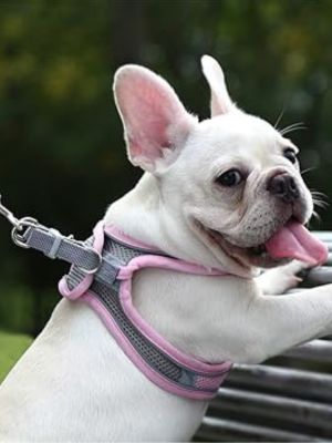 harnais-petit-chien-rose