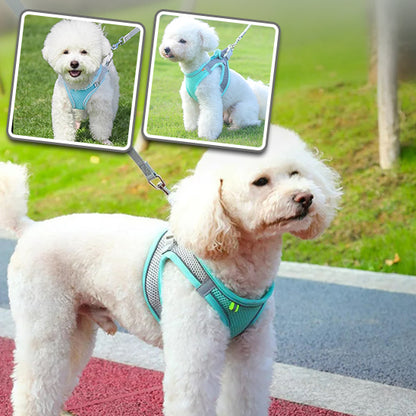 harnais-petit-chien-vert