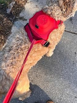 harnais-pour-chien-rouge