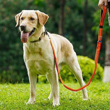laisse-pour-chien-attache-auto