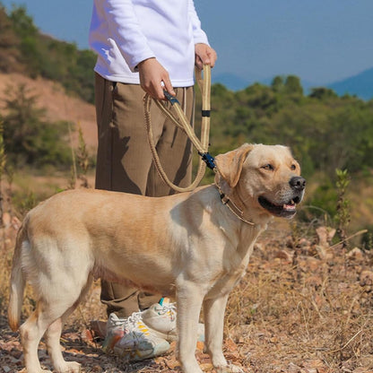 laisse-pour-chien-labrador-blond