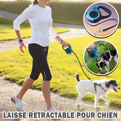 laisse-pour-chien-marche